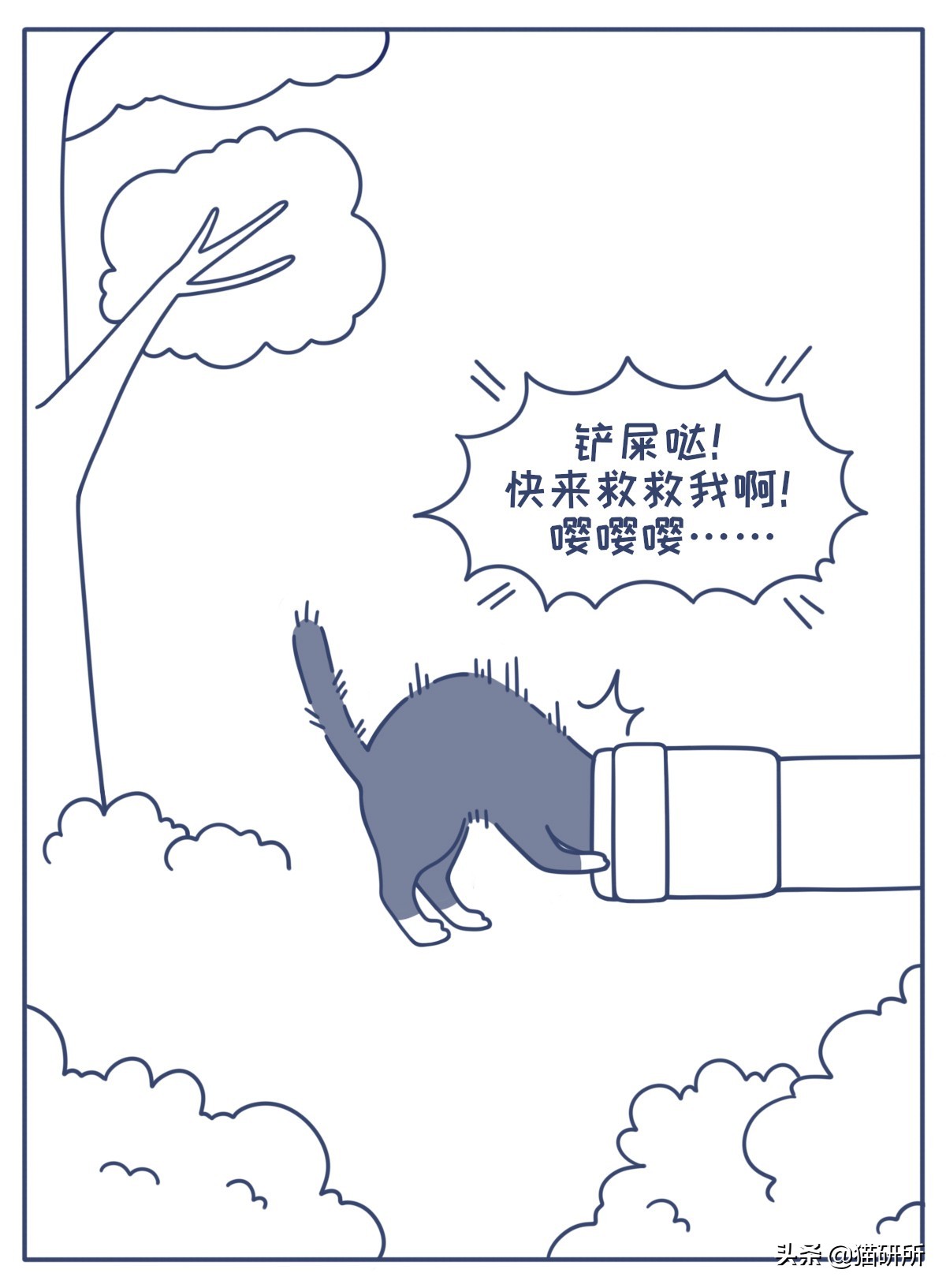 对猫的误解狂犬病,关于猫的冷知识有哪些