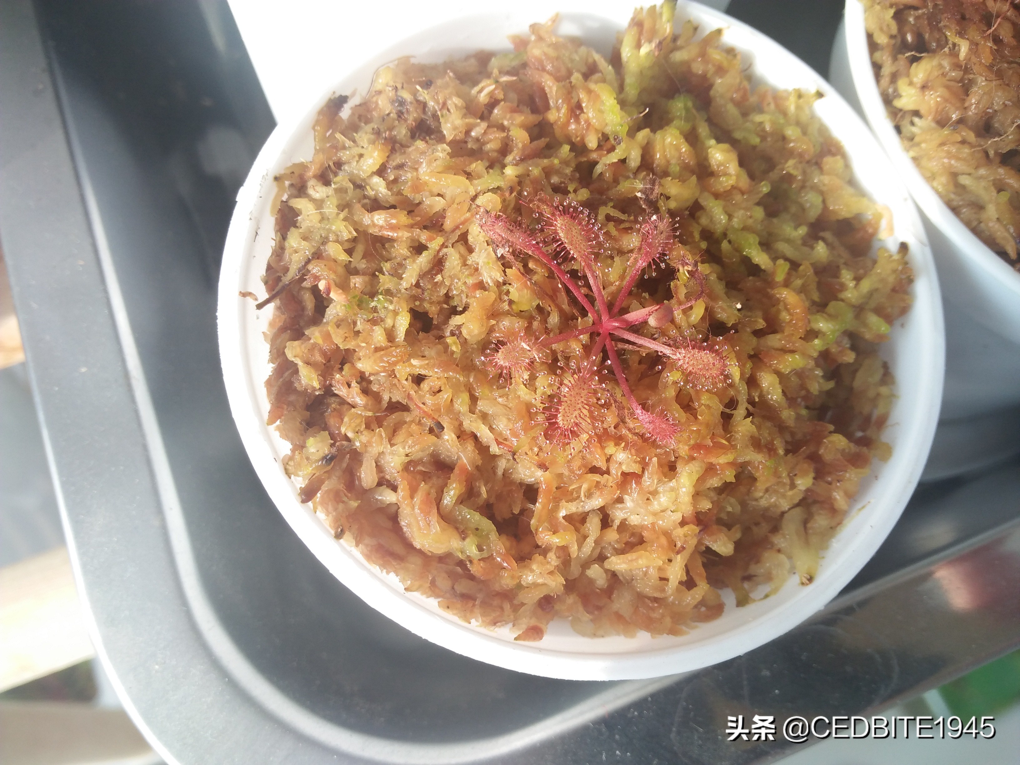 捕虫效率最高的食虫植物——茅膏菜种植攻略