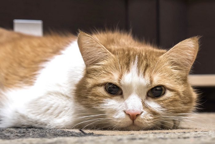 掉毛季衣服上的猫毛怎么清理,掉毛猫怎么打理