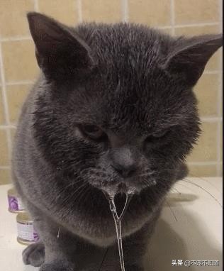 猫口炎一定要满口拔牙吗,猫口炎怎么治疗效果最好