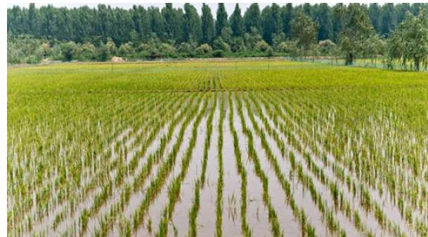 种植什么产业最好赚钱,农田种什么生意好赚钱呢