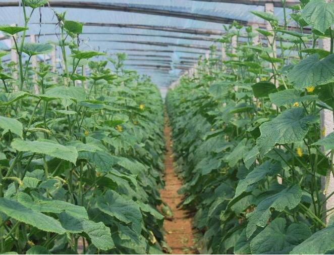 黄瓜秧子叶子发黄怎么处理,黄瓜叶子白斑怎么治