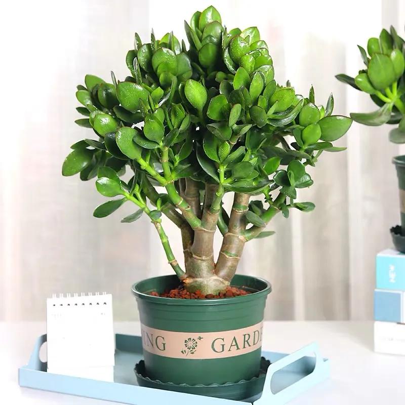 玉树有点枯萎怎么救,玉树叶子又蔫又软怎么办啊