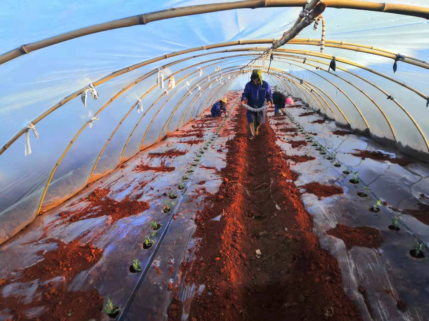西瓜是几月份种植几月份收获,8424露地西瓜的种植时间与方法