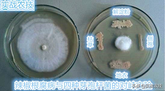 微生物菌剂的意义,冲施微生物菌剂的作用