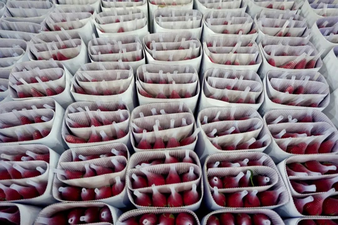 哪里鲜花最多最便宜,苏州市最大鲜花批发市场