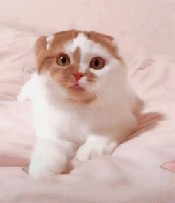 春天里,猫咪需要“三防一管”