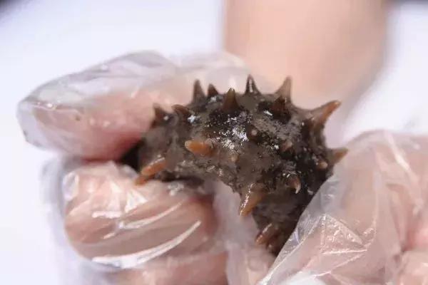 春节海参的正确吃法,春节吃海参