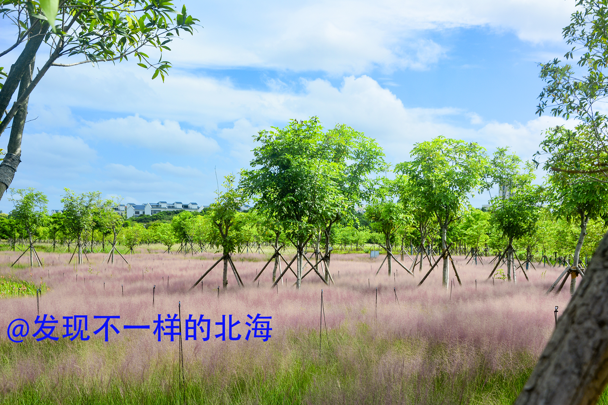 漂亮的游乐场怎么没人玩,北海森林公园游乐场