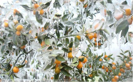 橘子被霜冻伤之后怎么修剪,橘子受冻怎么办