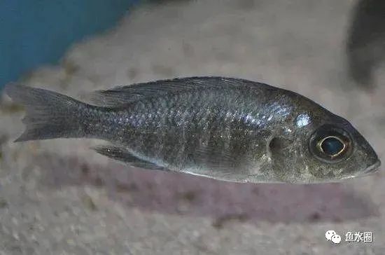 三湖慈鲷马鲷孔雀鱼多久发色,三湖慈鲷鱼之马鲷鱼
