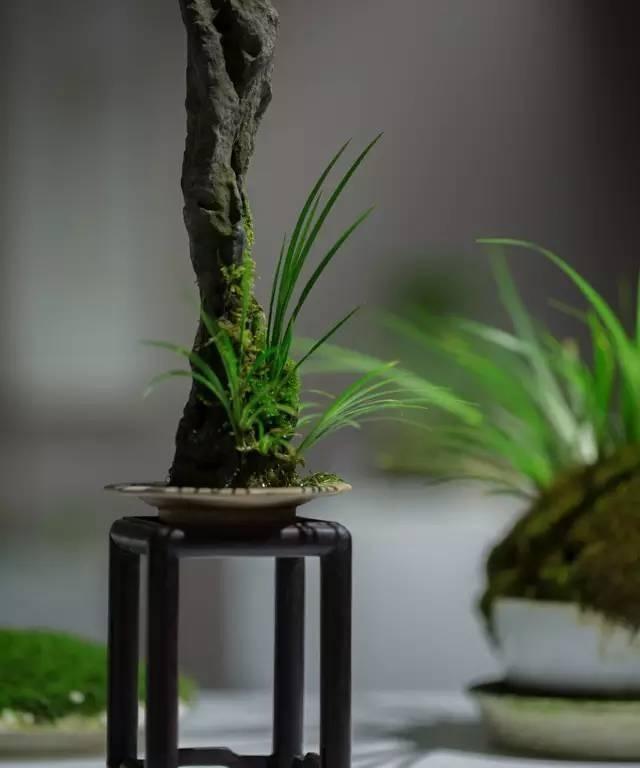 小苔藓微景观,小苔藓盆景怎么养殖