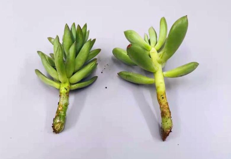 千佛手叶插苗怎么养,多肉千佛手的养殖方法和关注事项