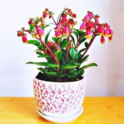 宫灯长寿花开花香吗,宫灯长寿花重瓣好养吗