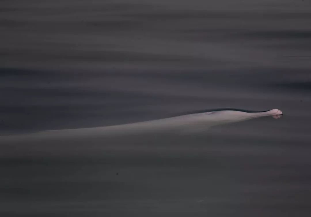 钦州三娘湾寻找白海豚,钦州三娘湾中华白海豚咬不咬人