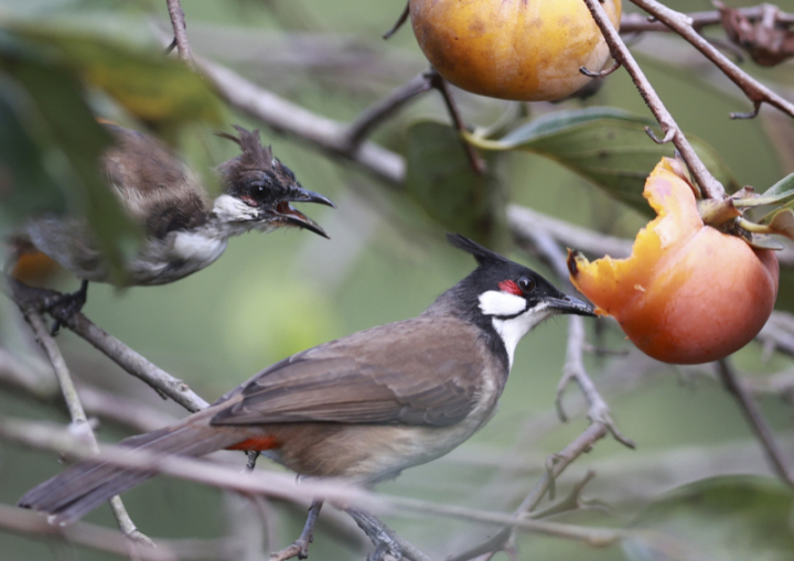 鸟中“C罗”来了！据说是西湖最酷的仔