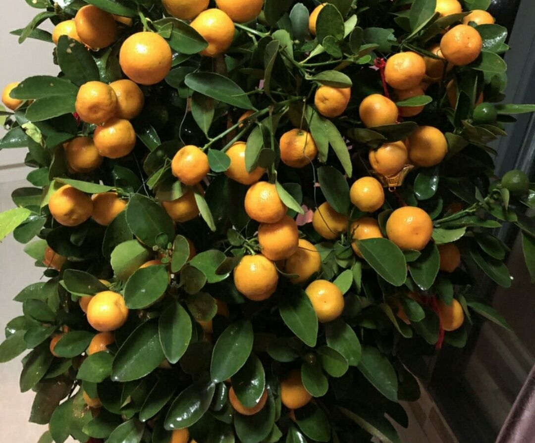 盆栽金桔掉叶是怎么回事,家庭盆栽金桔卷叶掉叶怎么回事