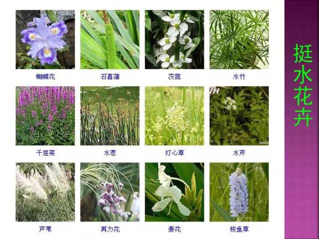 花卉大全500种观叶植物名称,1332种常见花卉植物图谱