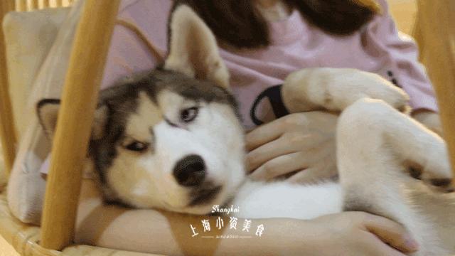 2019宠物排名,2022宠物排行榜