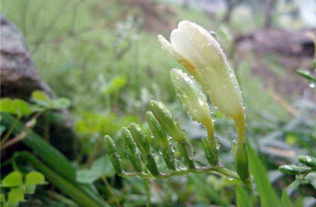 植物百科依兰花,香雪兰种植方法
