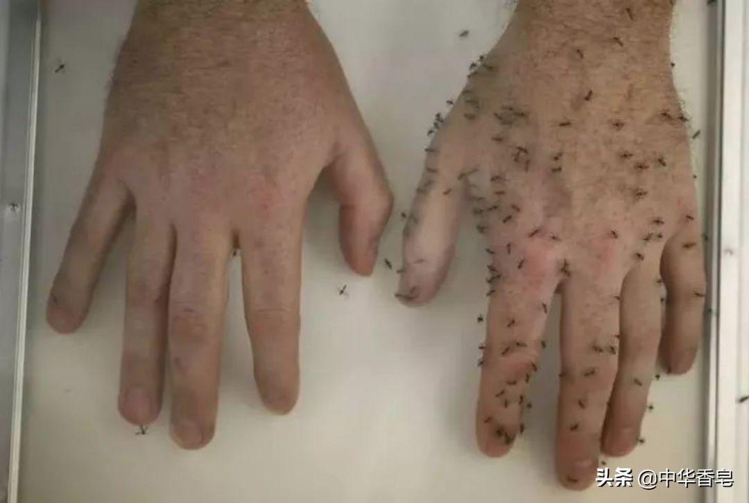 四川的小黑蚊子是怎么形成的,默默蚊怎么来的