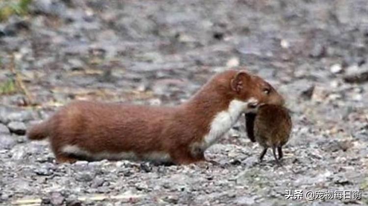 农村养了一种奇怪的鸡,农村养鸡最怕什么动物