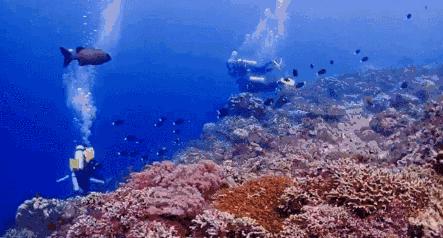 建议在哪里拿潜水证,如何免费学习潜水证