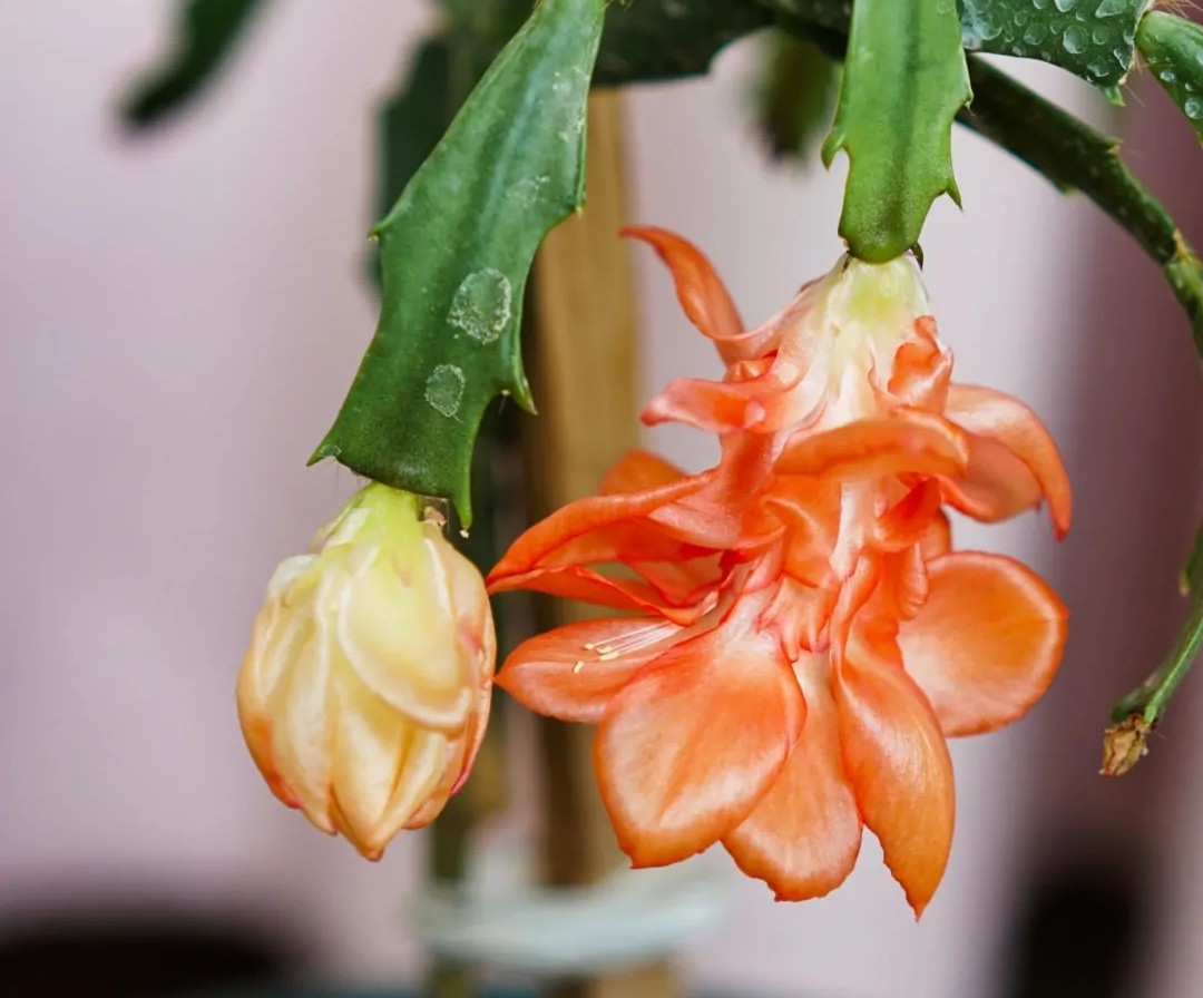 蟹爪兰一盆3个颜色,蟹爪兰100品种图片