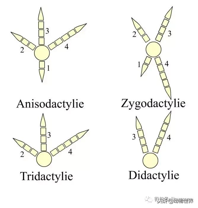 鸟类的产热结构,鸟类的结构特点有哪些