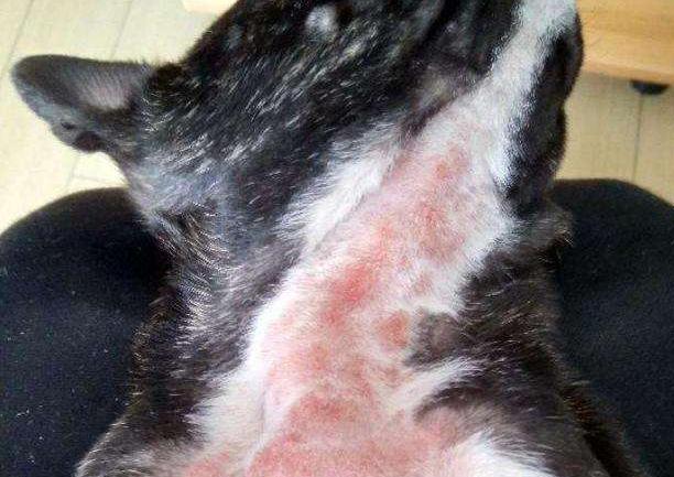 养法国斗牛犬脏吗,养英国斗牛犬的缺点