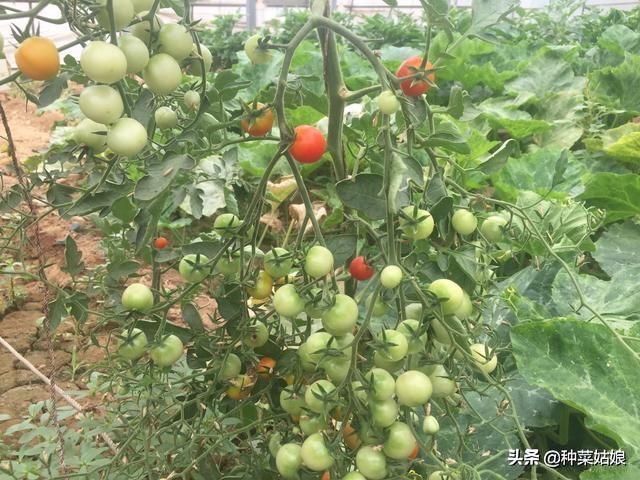 种植叶菜如何掌握浇水,种植瓜果怎么样防腐烂