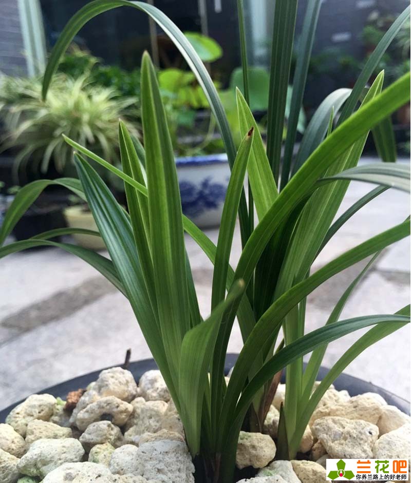 7月份兰花如何管理施肥,7月怎么种兰花