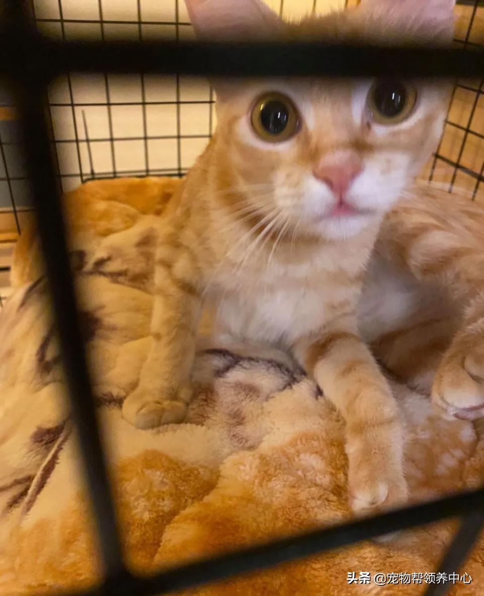 橘猫整日不出闺房却突然胎动？检查令爸崩溃：哪个死小子干的？