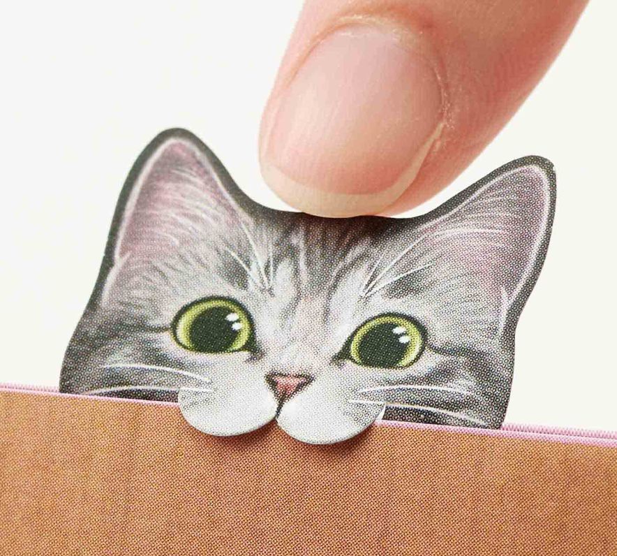 日本人又来骗猫奴们的钱啦！但我心甘情愿掏钱了！