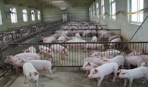 猪发烧41度全身通红不吃,猪发烧耳朵发红打什么针