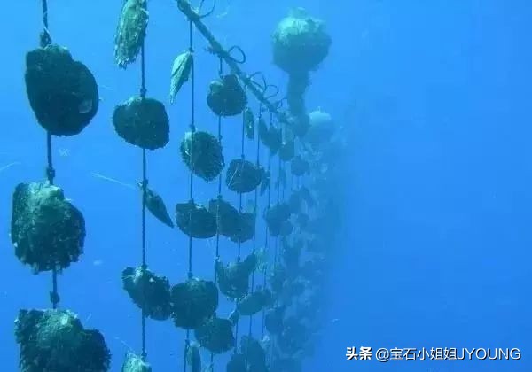 南洋珍珠金珠,妖紫珍珠和南洋金珠哪个好