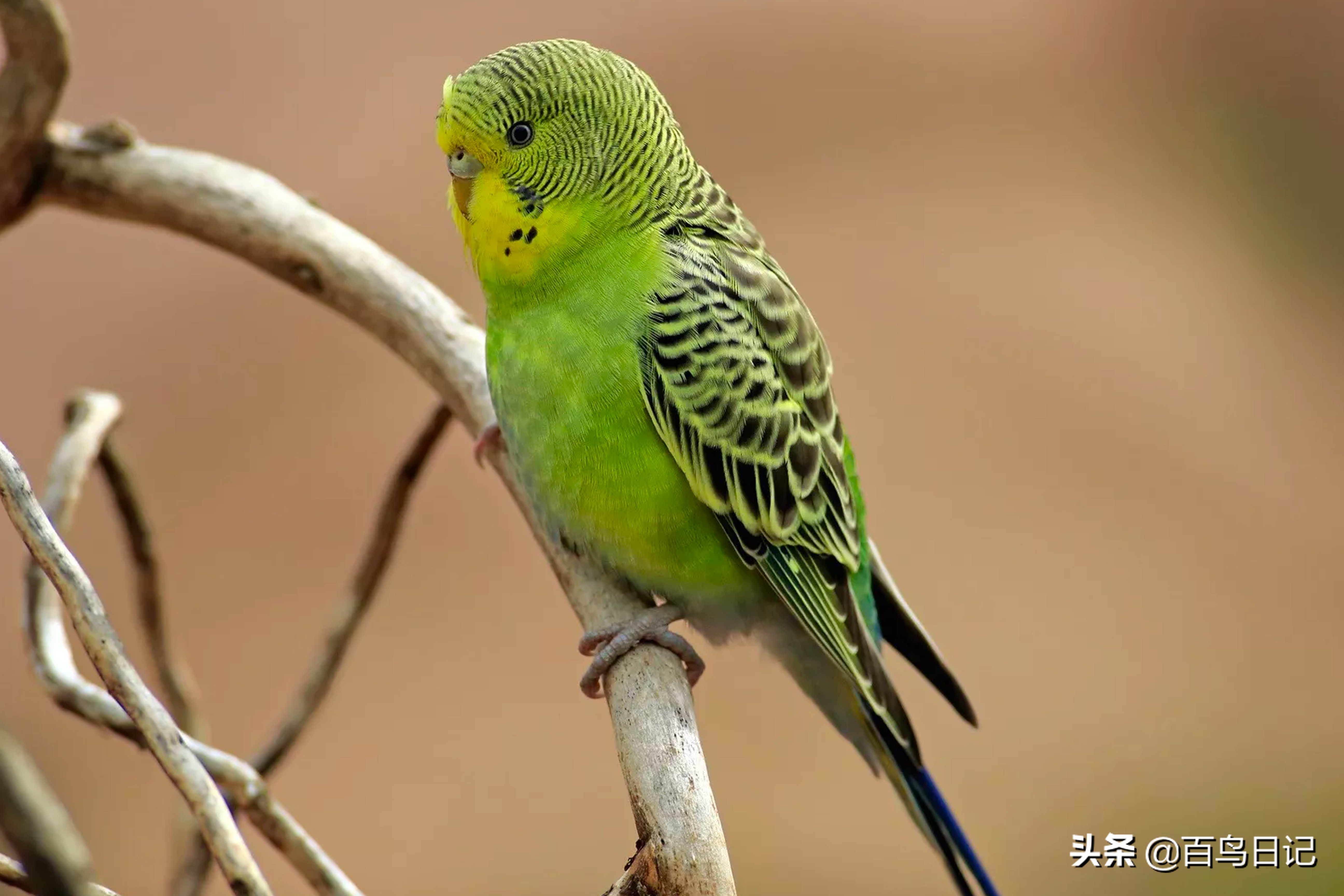 第五十七课：5种安静的宠物鸟物种