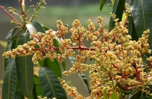 芒果开花了不结果怎么办,芒果花不结果怎么办