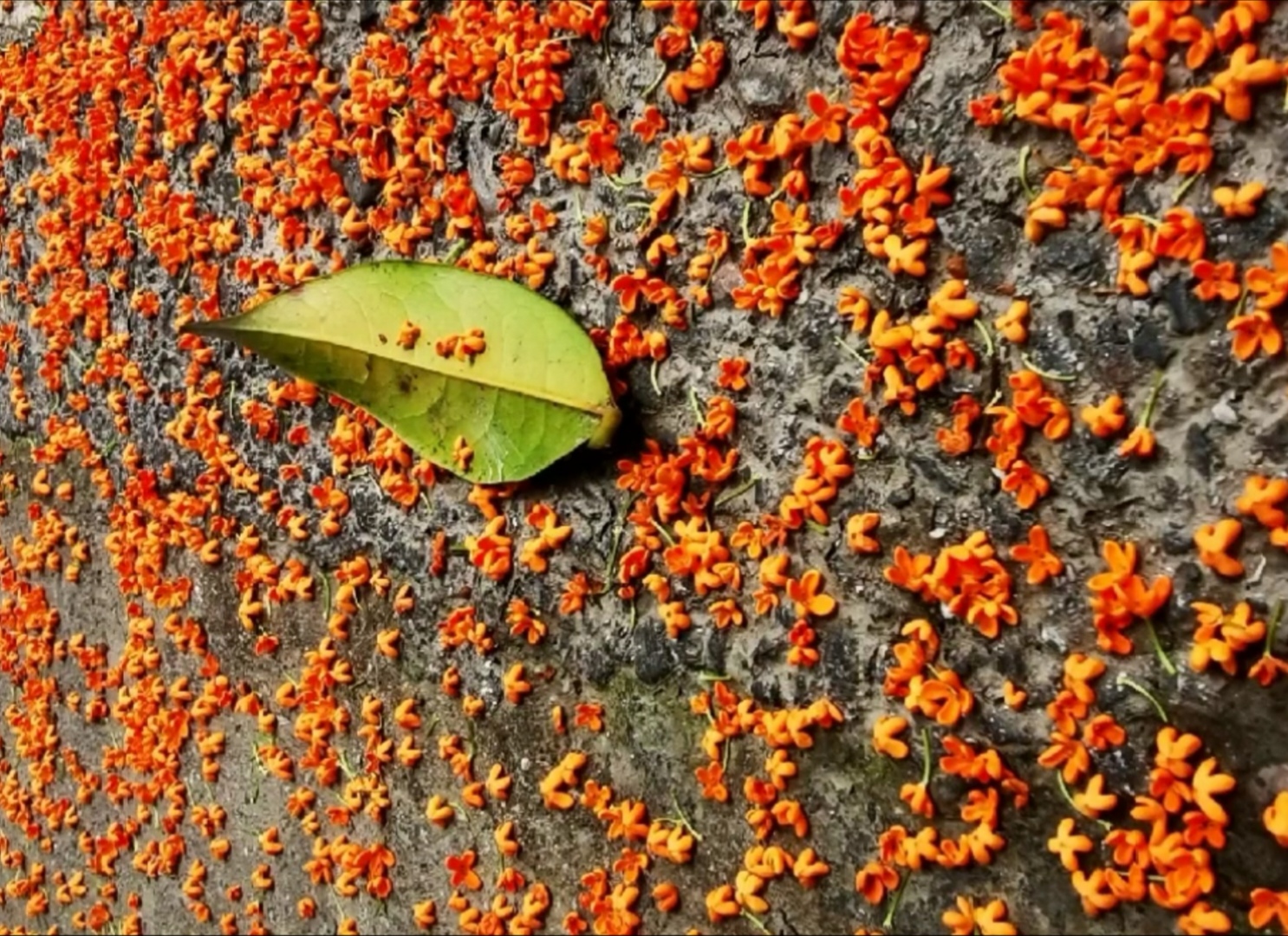 白鹿蓝色礼服裙,白露裙子泡泡袖