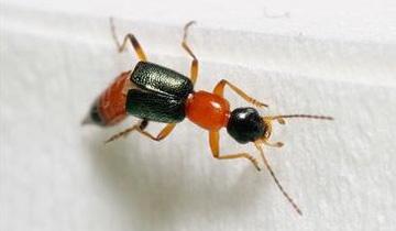 隐翅虫皮炎恶化过程图,隐翅虫不咬人人们患隐翅虫皮炎