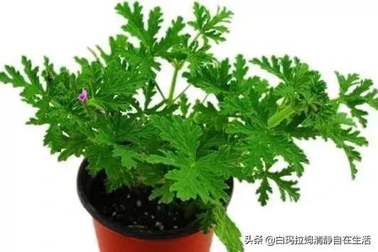 蚊子最讨厌4种花，家里养上一盆，蚊孑不敢进门，你家有吗