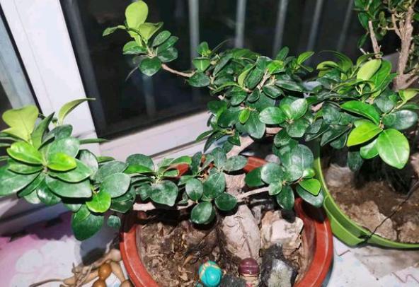 人参榕树烂根怎么办视频讲解,人参榕烂根用什么药最好