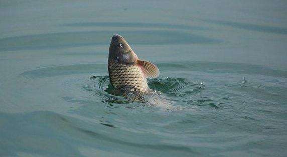 夏钓鲫鱼小鱼闹窝的最有效的方法,夏天小奶鲫怎么钓最好