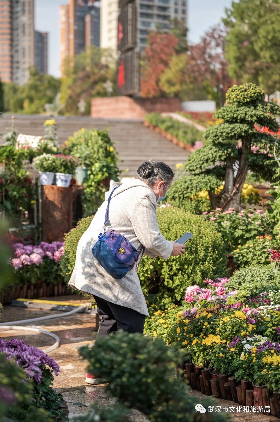 菊花烂漫,赏菊花汉口江滩打卡