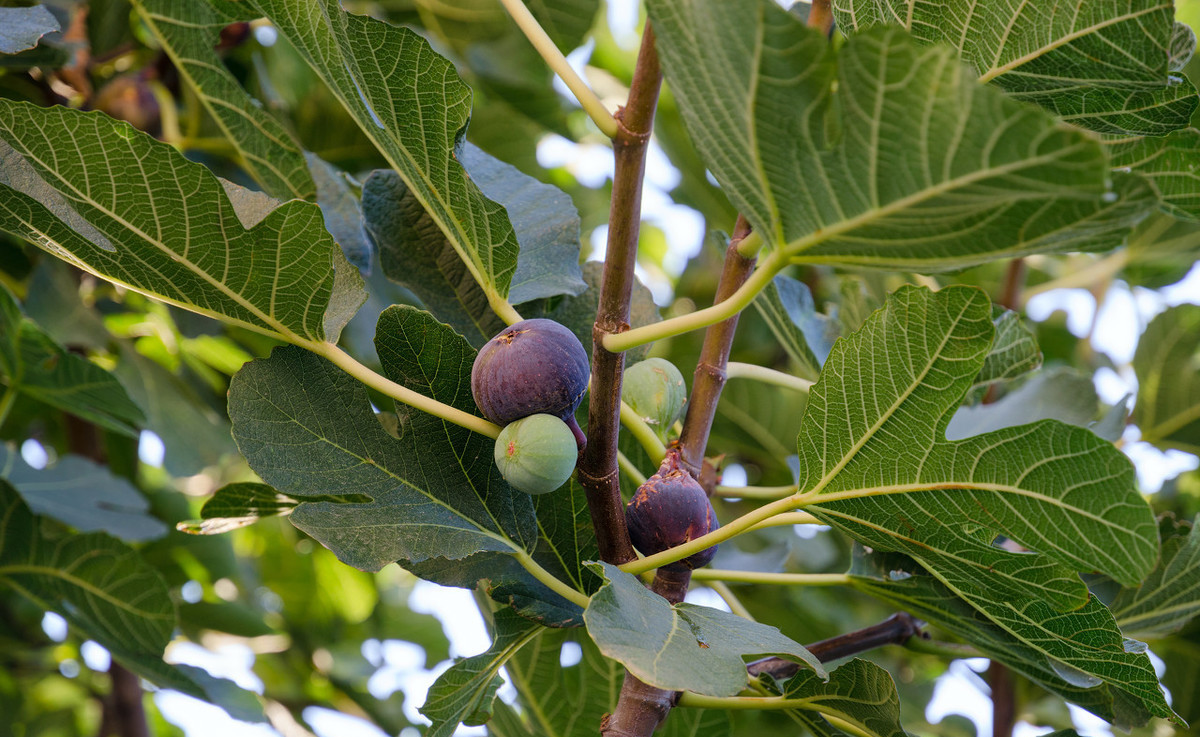 无花果的种植技术和栽培管理,无花果盆栽种植结果多的方法