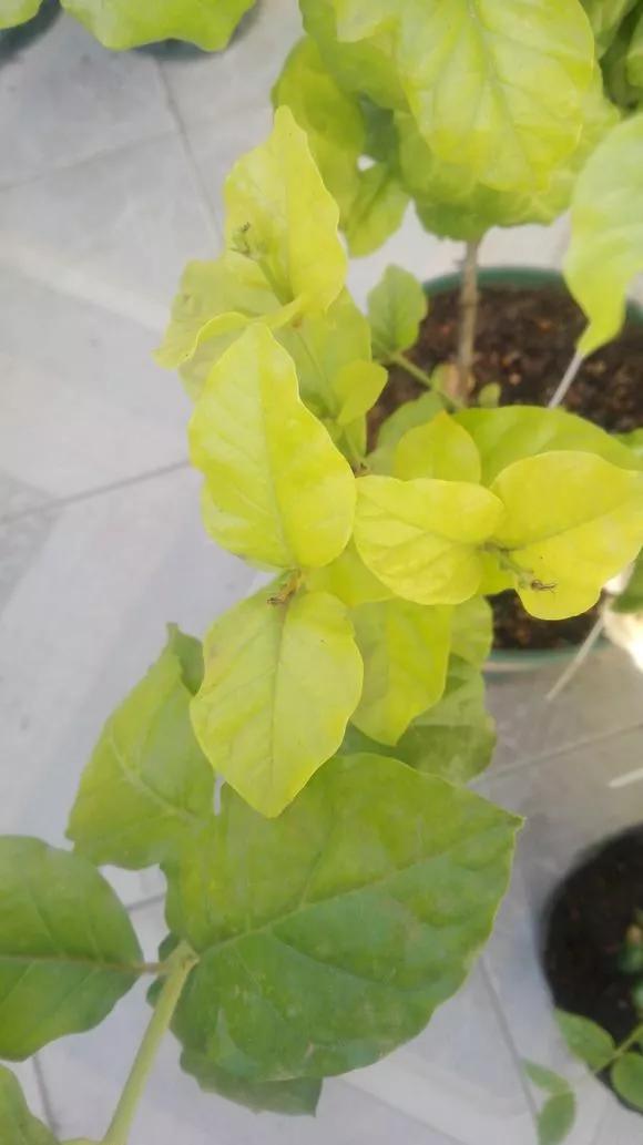 栀子花月季花叶子发黄有黑斑点,茉莉栀子花叶子发黄怎么办