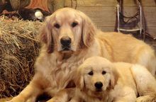 金毛是什么品种的狗,长得像金毛的大肥脸的品种狗