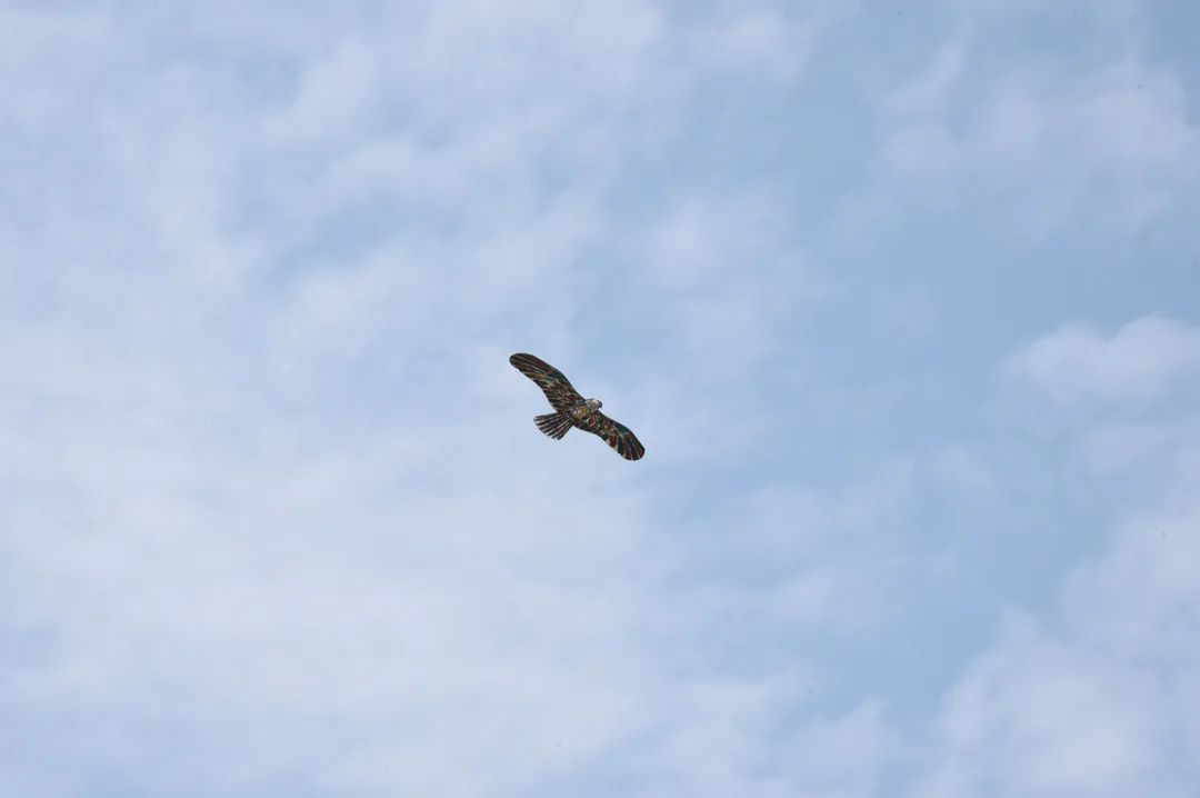 无风的时候风筝能飞起来吗,无风也可以放风筝吗