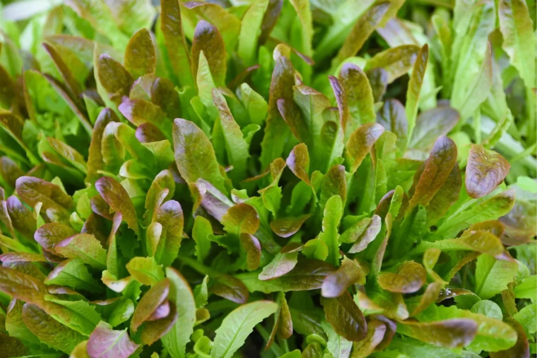 莆田南少林寺腊八节奉粥,腊八大礼包