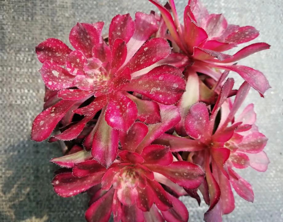 多肉养出状态来有多美？这102种多肉控养上色之后美呆了